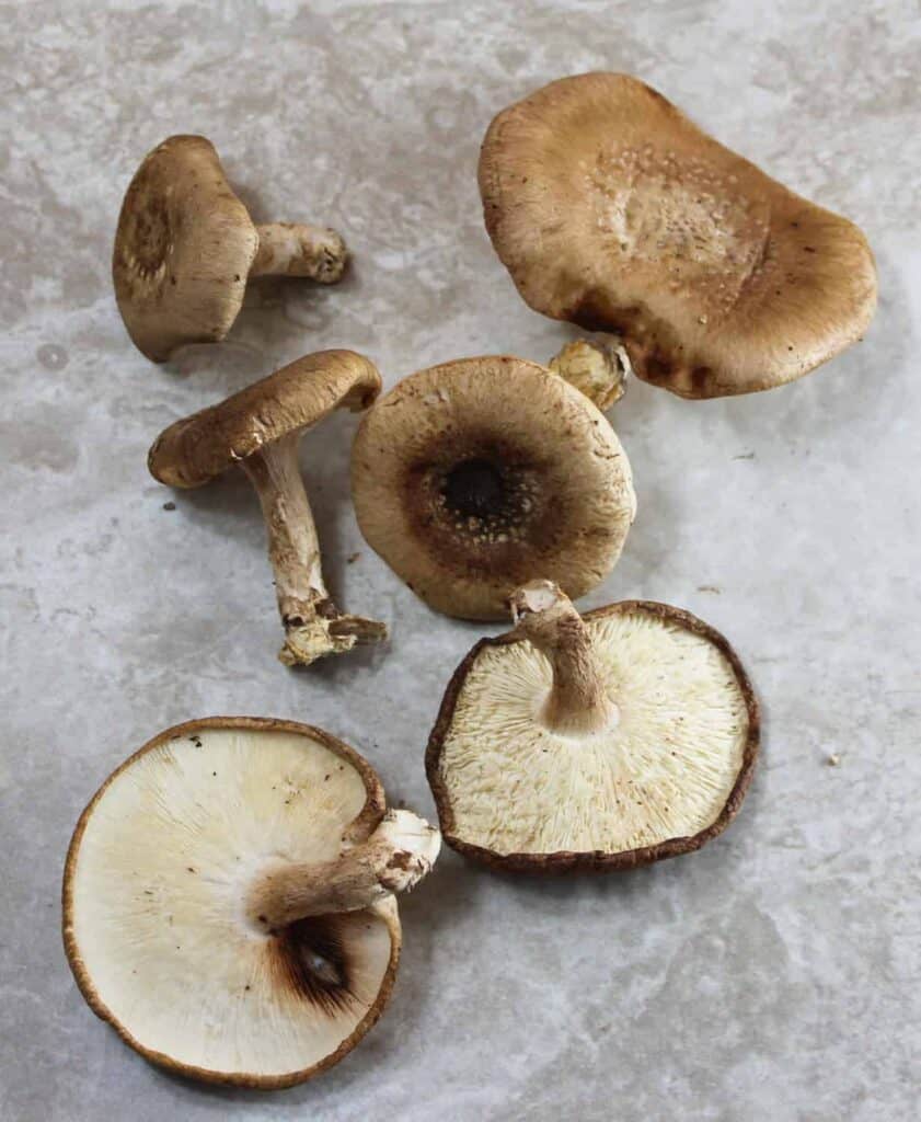 shitake mushrooms